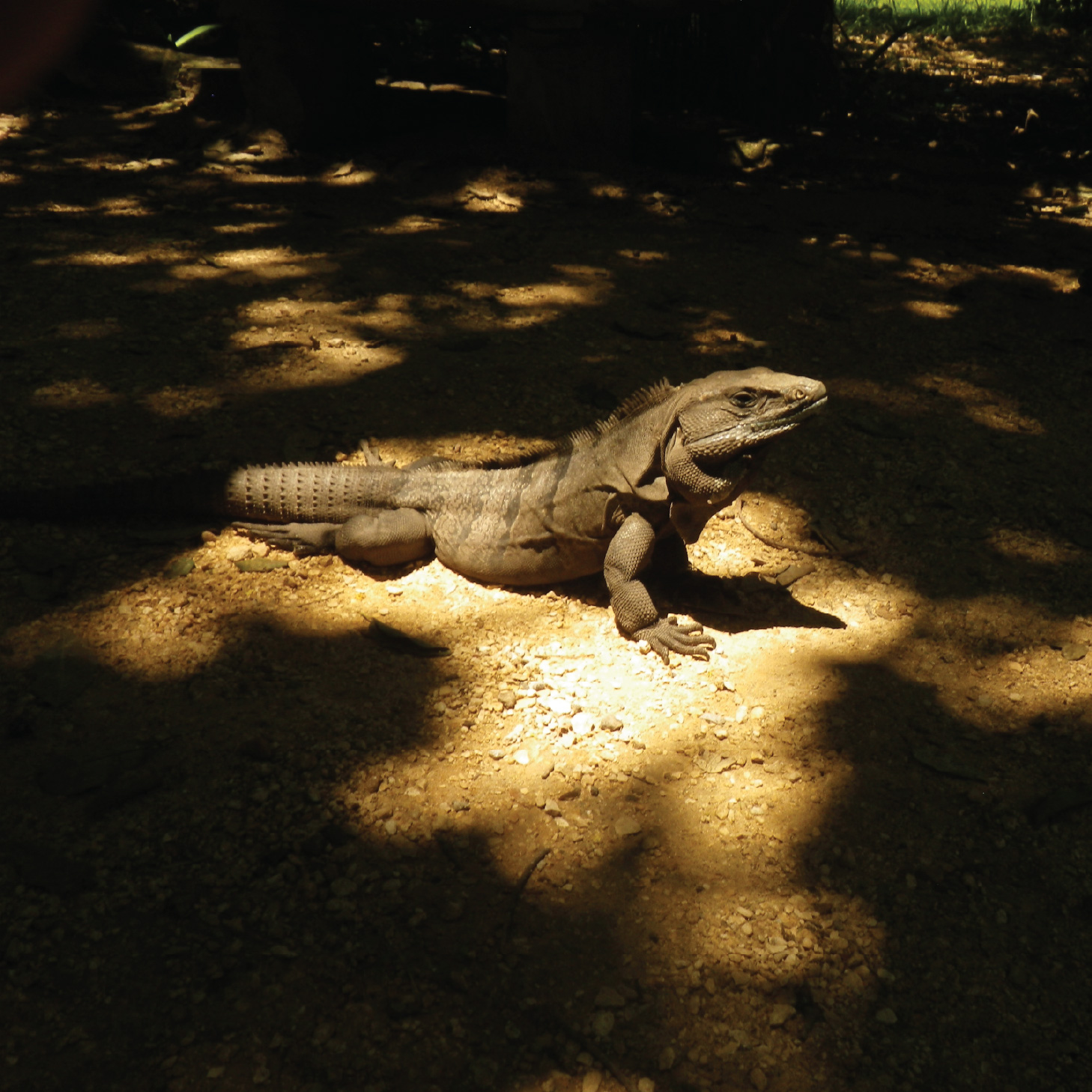 Photo of lizard in a shaded area spotlighted by sunlight